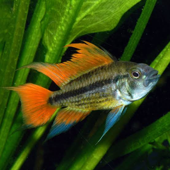 Apistogramma Orange Pair