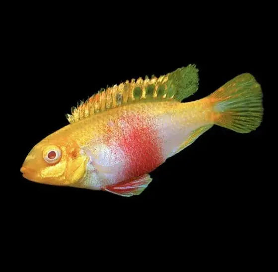 Albino KRIBENSIS 4-6cm Micro Aquatic Shop