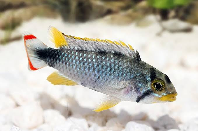 Apistogramma Blue Panduro