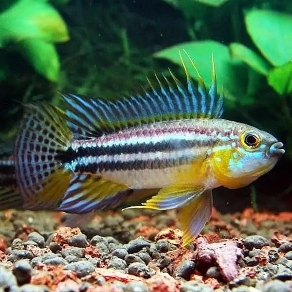 APISTOGRAMMA BITAENIATA Pair Micro Aquatic Shop