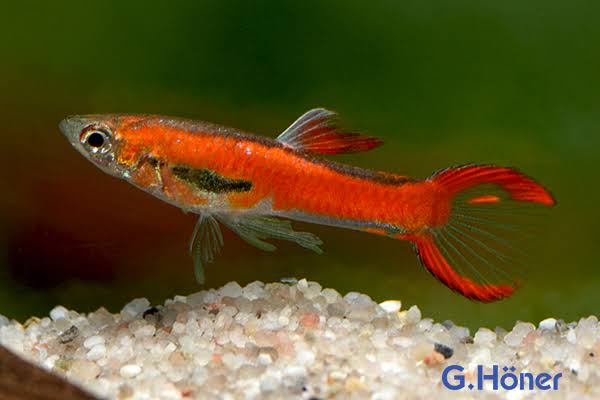 Endler - Chilli Red Micro Aquatic Shop
