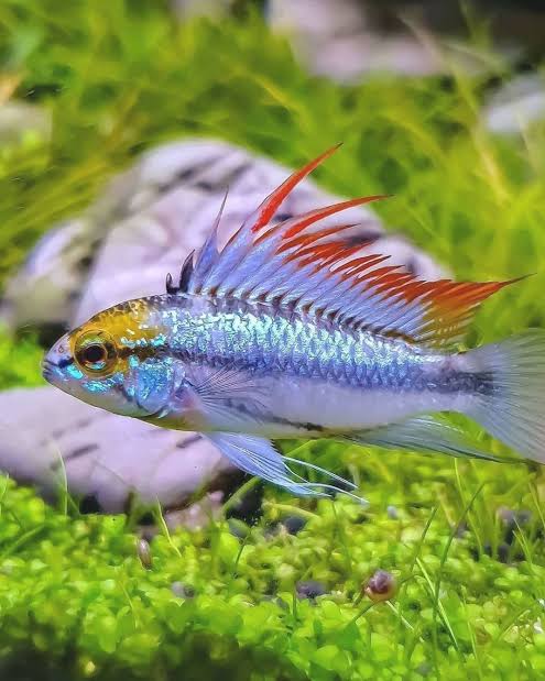 Apistogramma Trifasciata