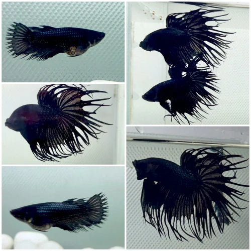 Black Orchid Crown Betta