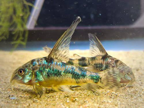 Corydora Sharkfin Peppered Catfish 2.5cm