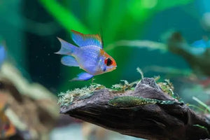 Neon Blue Balloon Ram (Microgeophagus ramirezi) 3cm Micro Aquatic Shop