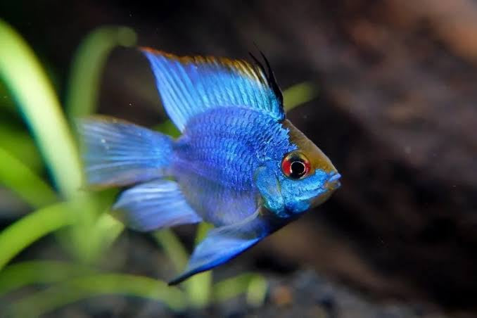 Neon Blue Balloon Ram (Microgeophagus ramirezi) 3cm