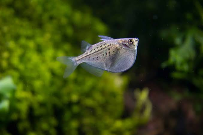 Hatchet Fish - Silver ( Nano Top Swimmer )
