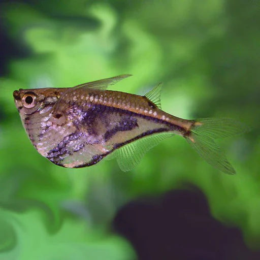 Exotic Hatchet Marble Fish 4cm