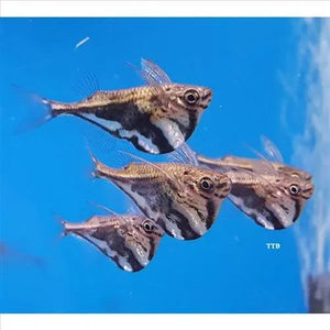 Exotic Hatchet Marble Fish 4cm Micro Aquatic Shop