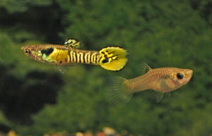 Endler -Tiger Micro Aquatic Shop