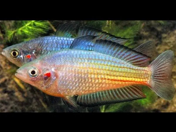 Rainbow Fish -Crimson Spotted 5cm