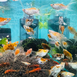 Mollies - Gold Balloon Lyretail 3cm Aquatic Solutions