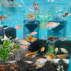 Mollies - Gold Balloon Lyretail 3cm Aquatic Solutions