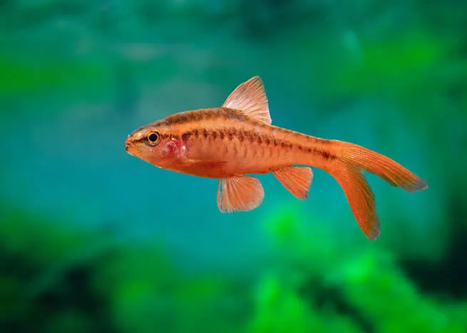 Barb - Cherry Longfin Micro Aquatic Shop