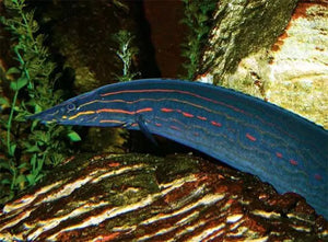 Exotic Fire Eel 10-12cm Juvies Cutie Micro Aquatic Shop