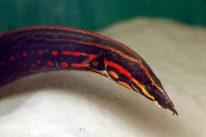 Exotic Fire Eel 10-12cm Juvies Cutie Micro Aquatic Shop
