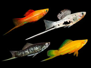 Assorted Swordtail 5cm (Xiphophorous hellerii) Micro Aquatic Shop