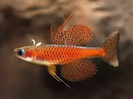 Pseudomugil luminatus - Red Neon Blue Eyes- Rare Micro Aquatic Shop