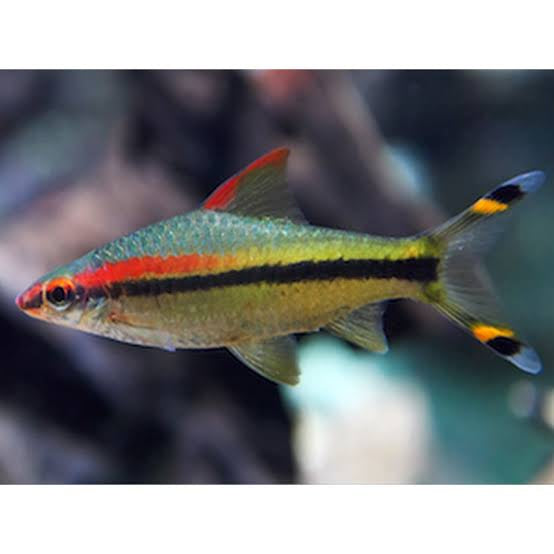 Barb – Redline Torpedo (Sahyadria denisonii) 5-6cm