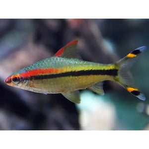 Barb – Redline Torpedo (Sahyadria denisonii) 5-6cm Micro Aquatic Shop