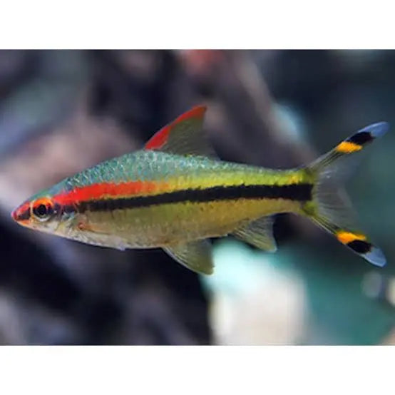 Barb – Redline Torpedo (Sahyadria denisonii) 5-6cm Micro Aquatic Shop