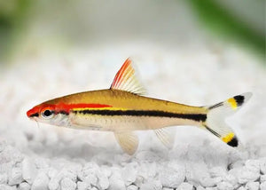 Barb – Redline Torpedo (Sahyadria denisonii) 5-6cm Micro Aquatic Shop