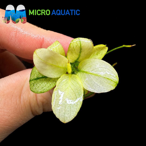 Rare Anubias - White Port Aquatic