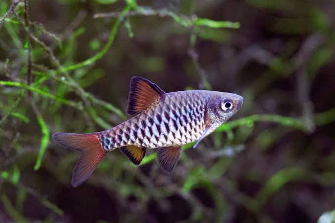 Barb - Oliotius oligolepis - Checkered Barb 3cm