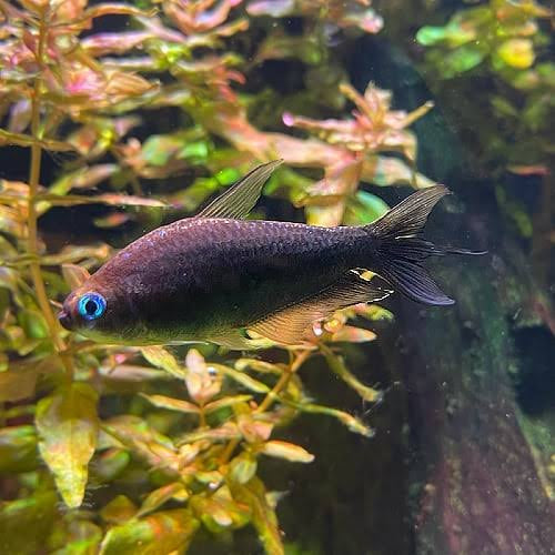 Tetra - Black Emperor 2cm Micro Aquatic Shop