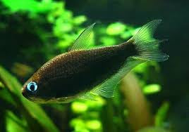 Tetra - Black Emperor 2-3 cm Micro Aquatic Shop