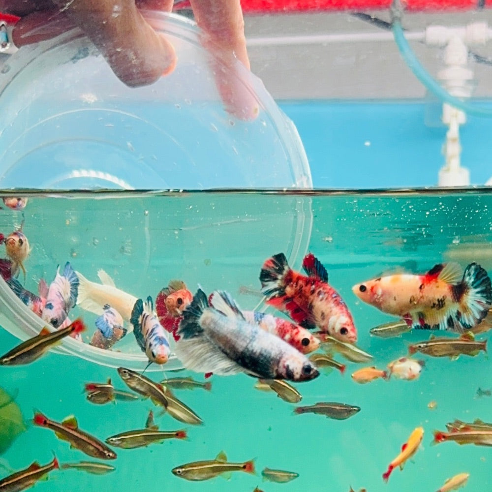 Betta - Assorted Fancy Female (FK-FNC-FMB) Aquatic Solutions