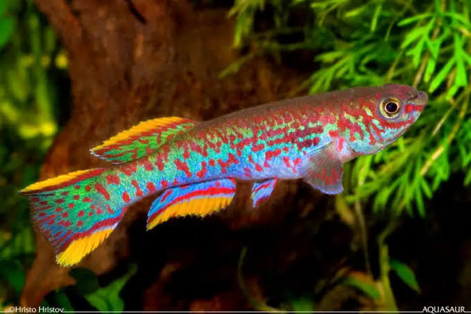 Exotic Killifish - APHYOSEMION GARDNERI - Blue Steel Killifish 4cm