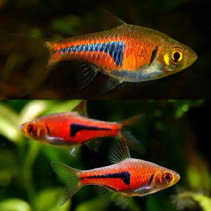 Espei Rasbora - Trigonostigma 2.5cm Micro Aquatic Shop