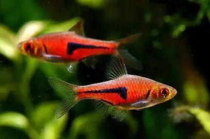 Espei Rasbora - Trigonostigma 2.5cm Micro Aquatic Shop