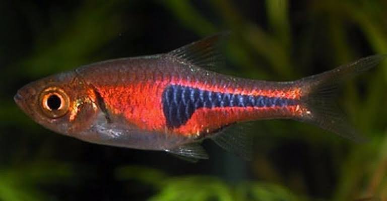 Espei Rasbora - Trigonostigma 2.5cm