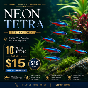 Neon Tetra Special Deal – 10 Neon Tetras for Only $15 Micro Aquatic Shop