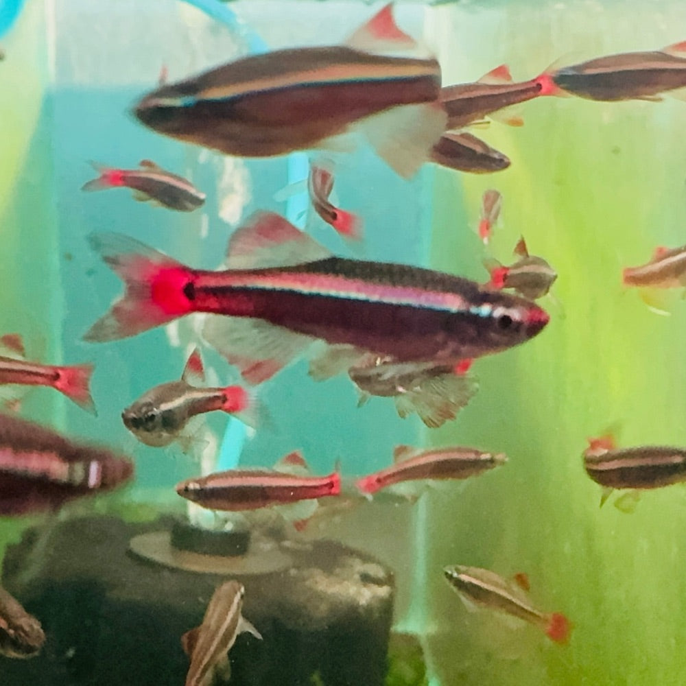 Minow - White Cloud Long fin 2cm Micro Aquatic Shop