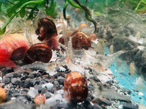 CARIDINIDES WILKINSI 'CALMAN
- Hair Algae Eater Shrimp Micro Aquatic Shop