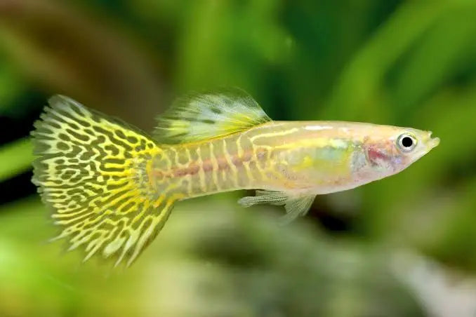 Gold Snakeskin Guppy Male Micro Aquatic Shop
