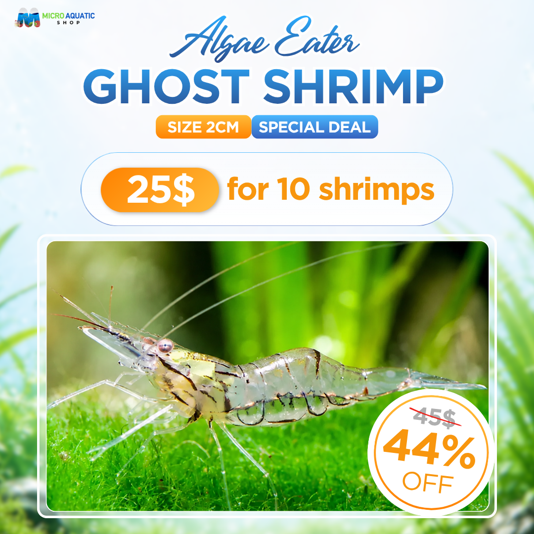 Algae Eater Ghost Shrimp - Special Deal 10 for $25