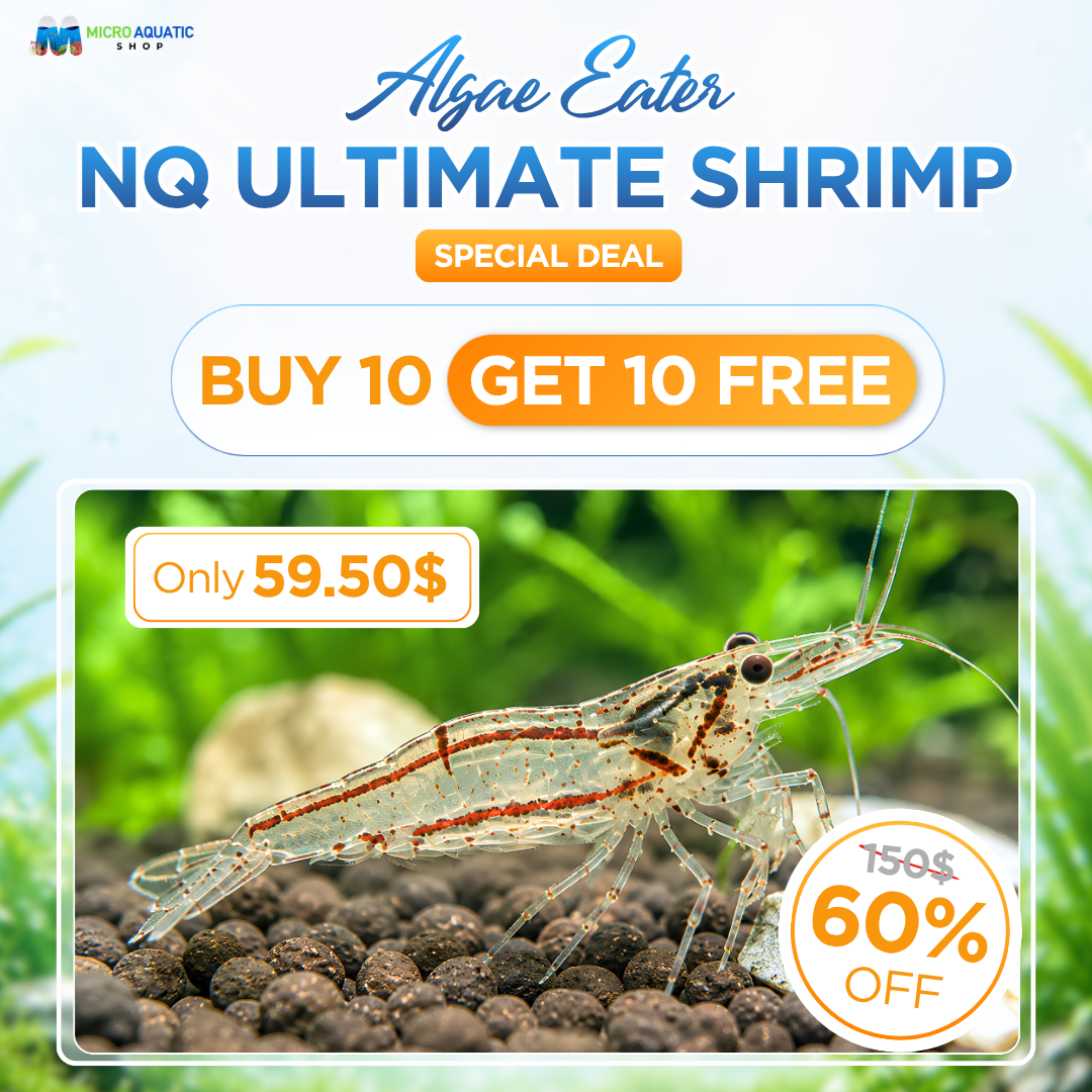 BUY 10 GET 10 FREE NQ Ultimate Algae Eating Shrimp - Australian Native Shrimp