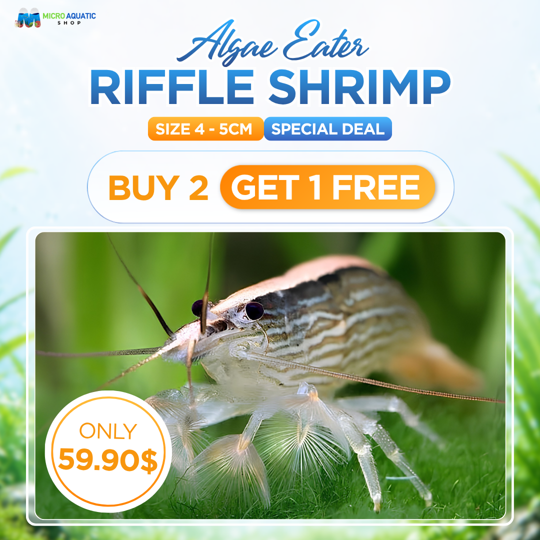BUY 2 GET 1 FREE Australian Riffle Shrimp - Filter Shrimp (ULTRA RARE)