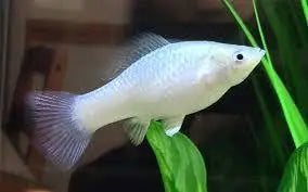 Molly – Platinum Sailfin Molly (Poecilia latipinna ) 5cm Micro Aquatic Shop