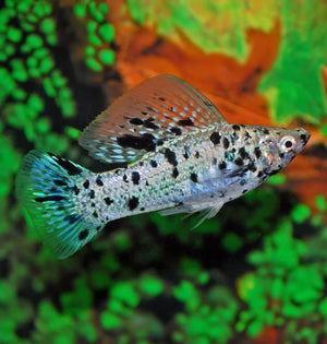 Molly – Dalmation Sailfin Molly (Poecilia latipinna ) 5cm Micro Aquatic Shop
