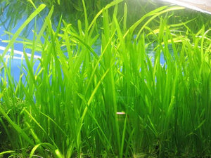 Vallisneria - Jungle Val Micro Aquatic Shop