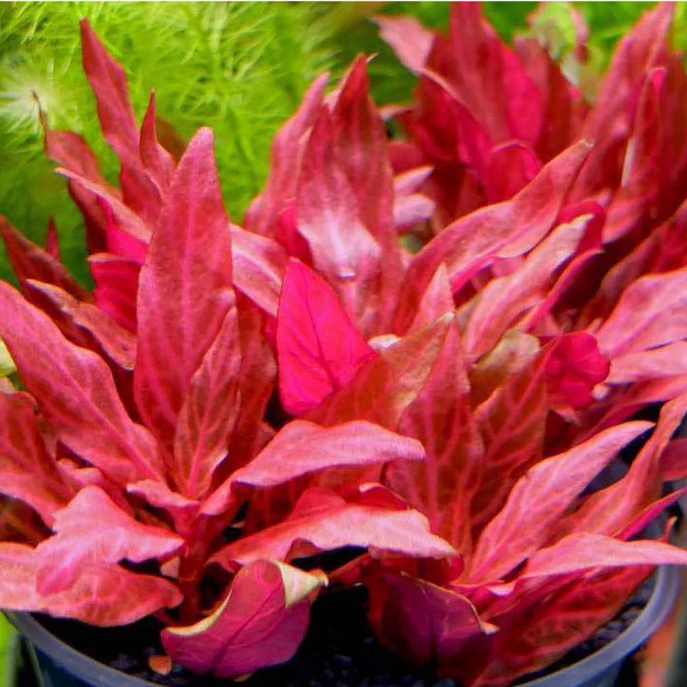 Seasonal -Alternanthera rosanervig Micro Aquatic Shop