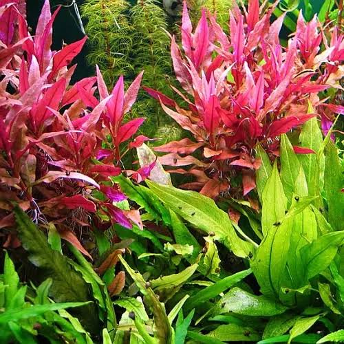 Seasonal -Alternanthera rosanervig Micro Aquatic Shop
