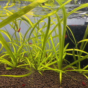 Vallisneria Thin Micro Aquatic Shop