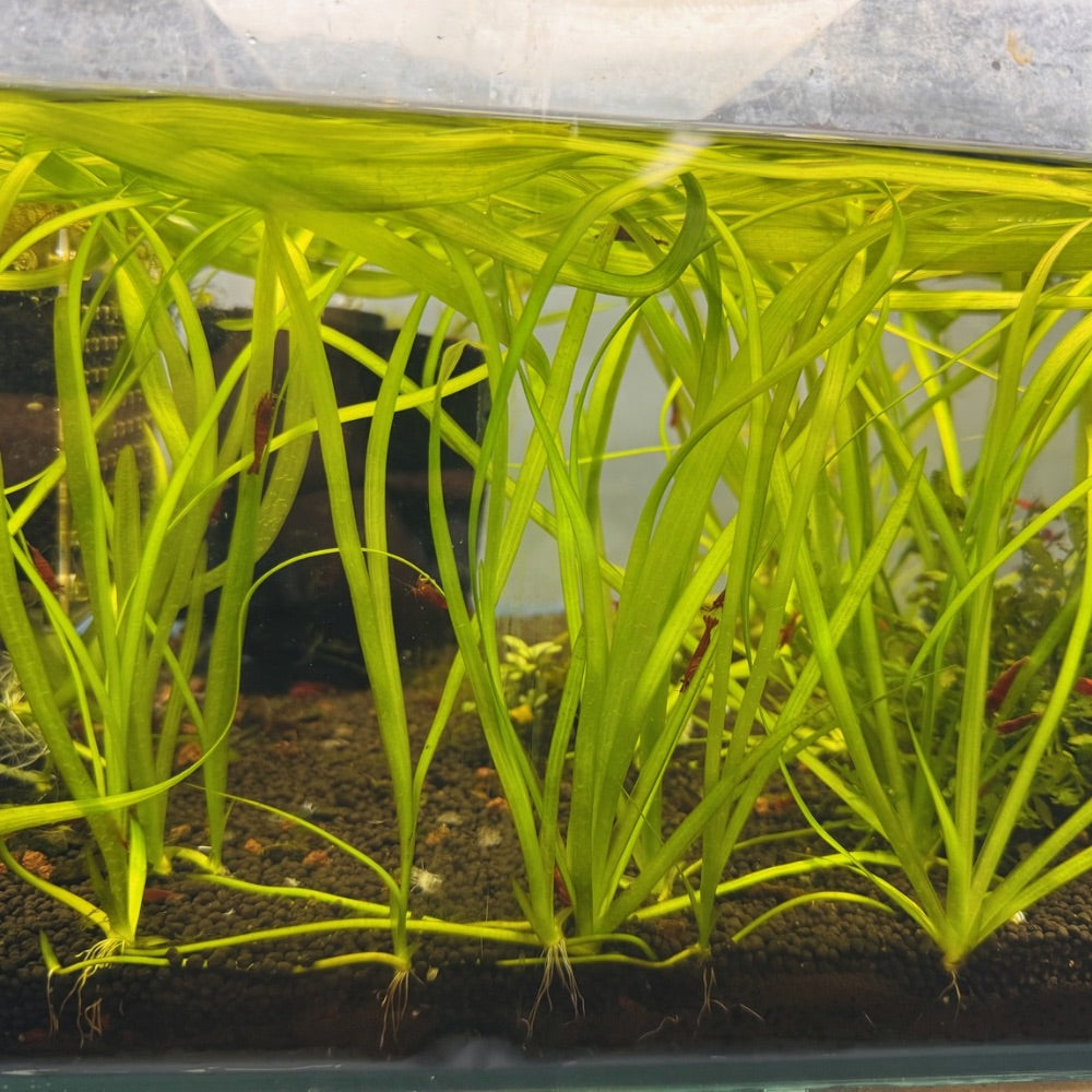 Vallisneria Thin Micro Aquatic Shop