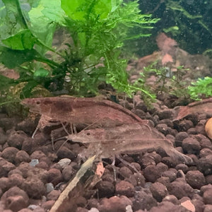 Australian Amano Shrimp (ULTRA RARE) Micro Aquatic Shop